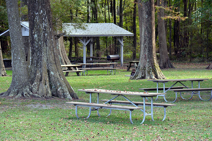 Expansive picnic area at Pettigrew State Park