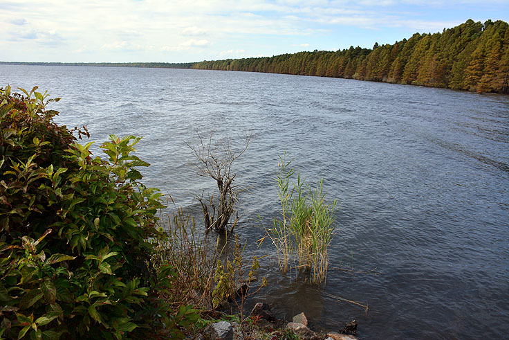 Water's edge at Pettigrew State Park