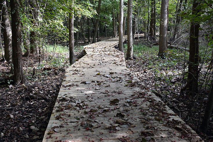 Elevated boardwalk at Pettigrew State Park