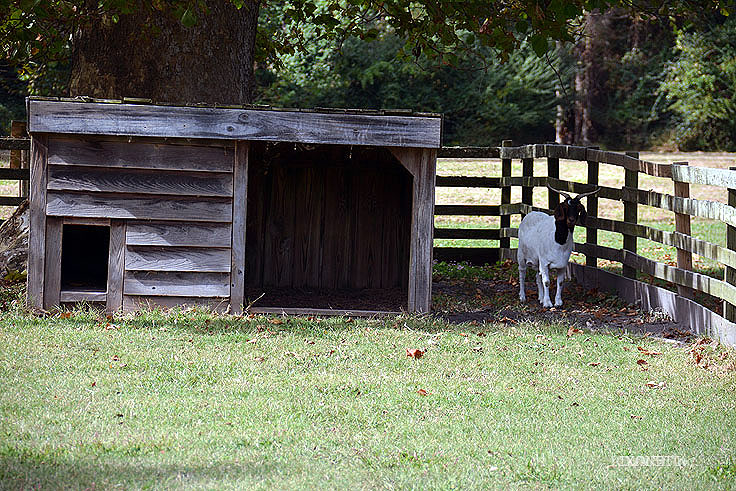 Goats and other farm animals at Somerset Place