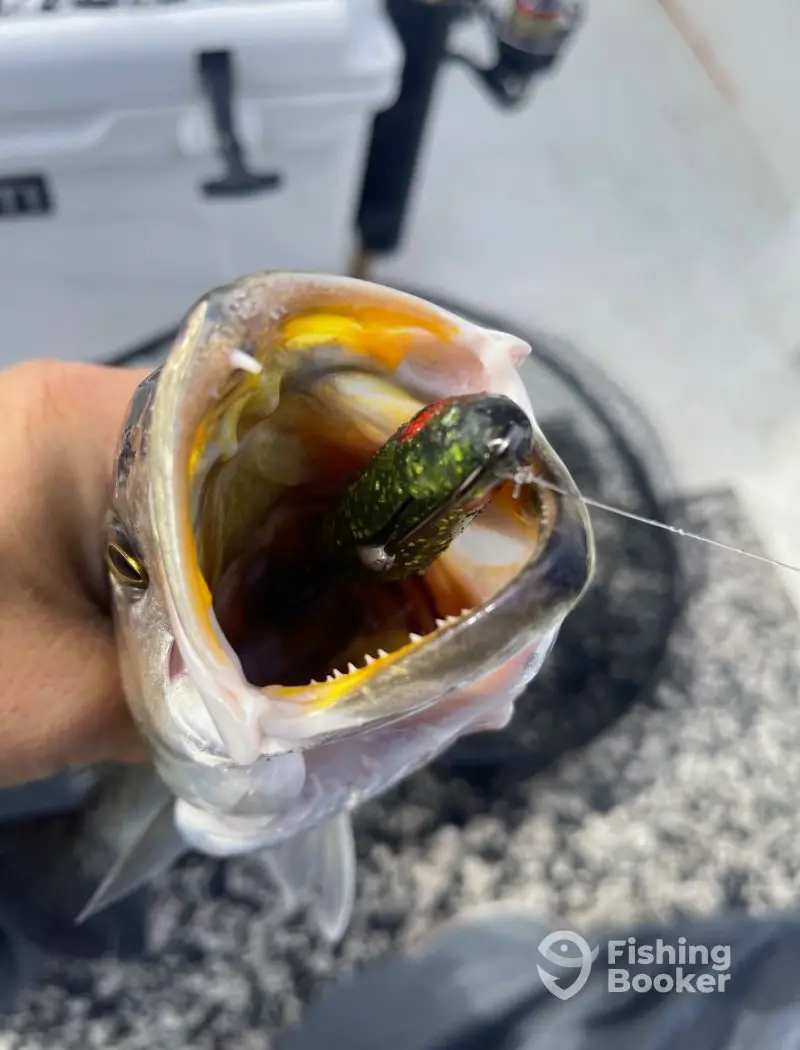 Wicked East Charters