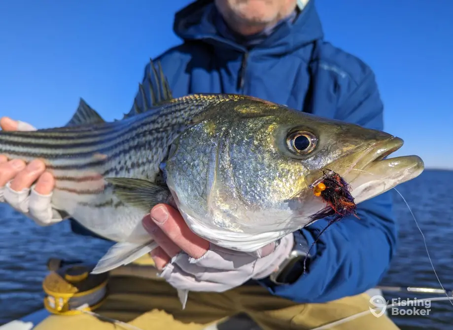 Pamlico Fly Guide Service – Washington charter image 4