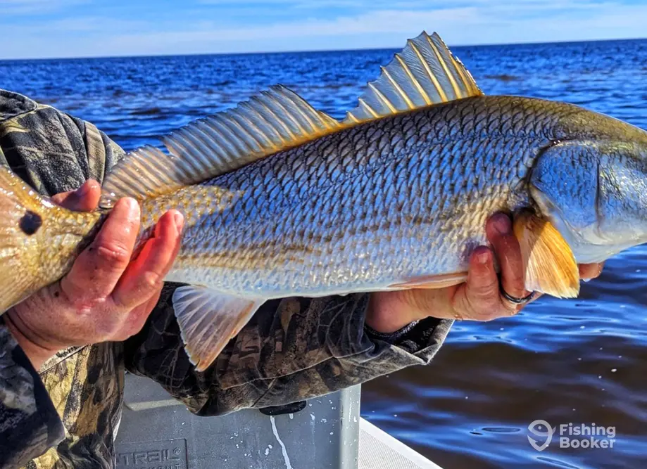 Pamlico Fly Guide Service – Washington charter image 5