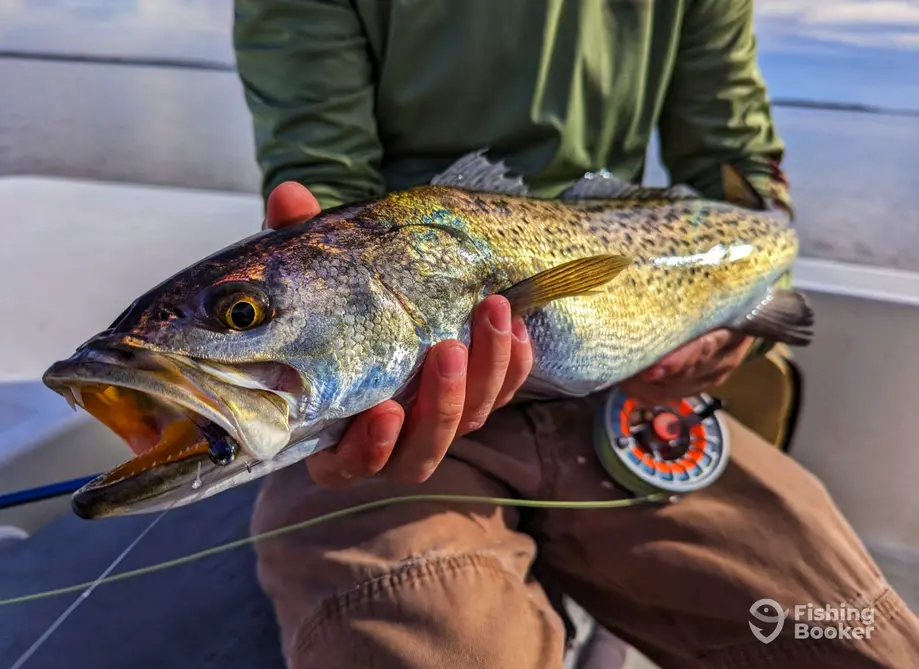 Pamlico Fly Guide Service – Washington charter image 6