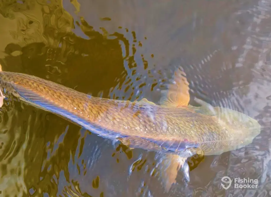 Pamlico Fly Guide Service – Swan Quarter charter image 4