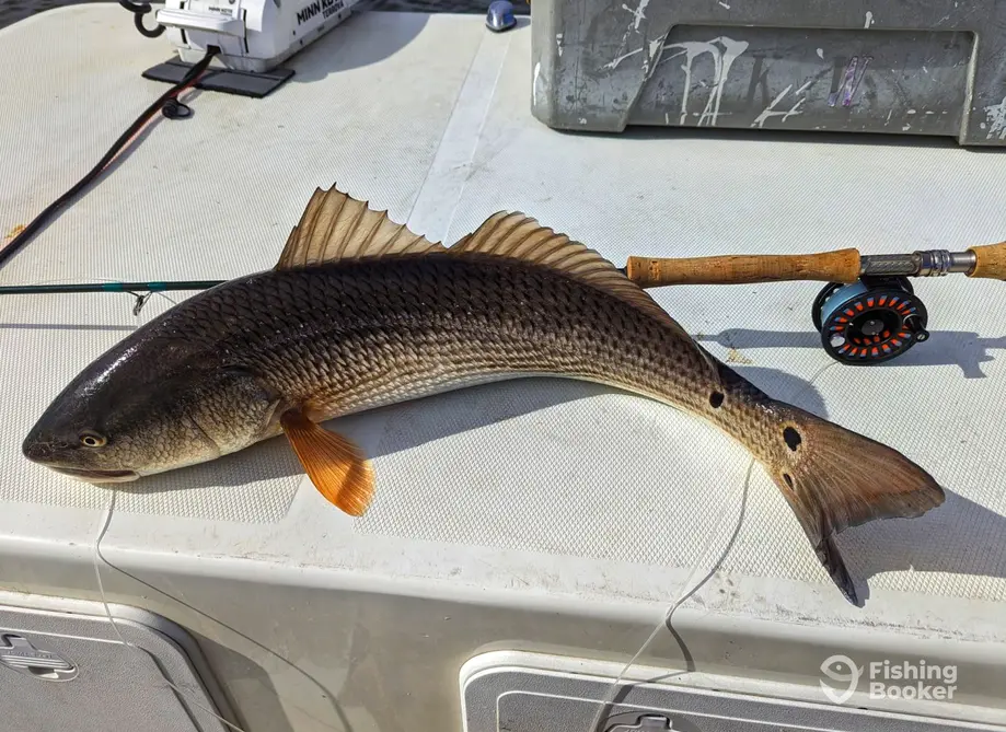Pamlico Fly Guide Service – Swan Quarter charter image 6